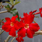 10 Mixed DESERT ROSE / ADENIUM Obesum African Houseplant Flower Seeds