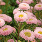 1000 POWDER PUFF ASTER Mix Callistephus Chinensis Flower Seeds