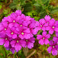 200 Pink & Purple MOSS VERBENA Verbena Tenuisecta Fragrant Hummingbird Flower Seeds
