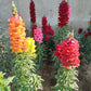 2000 SNAPDRAGON CORONA MIX Antirrhinum Majus Flower Seeds
