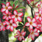 10 Mixed DESERT ROSE / ADENIUM Obesum African Houseplant Flower Seeds