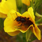 1000 YELLOW EVENING PRIMROSE Oenothera lamarckiana Flower Seeds