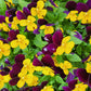 50 Dark JOHNNY JUMP UP Violet Viola Tricolor Flower Seeds