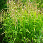 100 RIVER OATS (Northern Sea Oats / Inland Oats) Ornamental Uniola Latifolia Grass Seeds