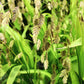 100 RIVER OATS (Northern Sea Oats / Inland Oats) Ornamental Uniola Latifolia Grass Seeds