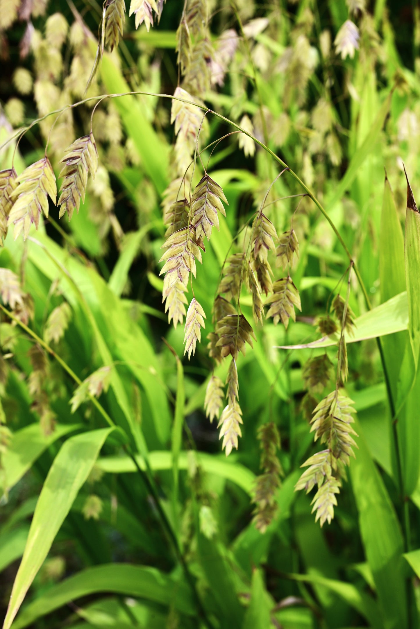 100 RIVER OATS (Northern Sea Oats / Inland Oats) Ornamental Uniola Latifolia Grass Seeds