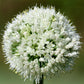 500 SOUTHPORT White Globe BUNCHING ONION Allium Cepa Vegetable Seeds