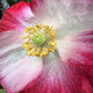 1000 PINK & WHITE POPPY Papaver Somniferum Flower Seeds