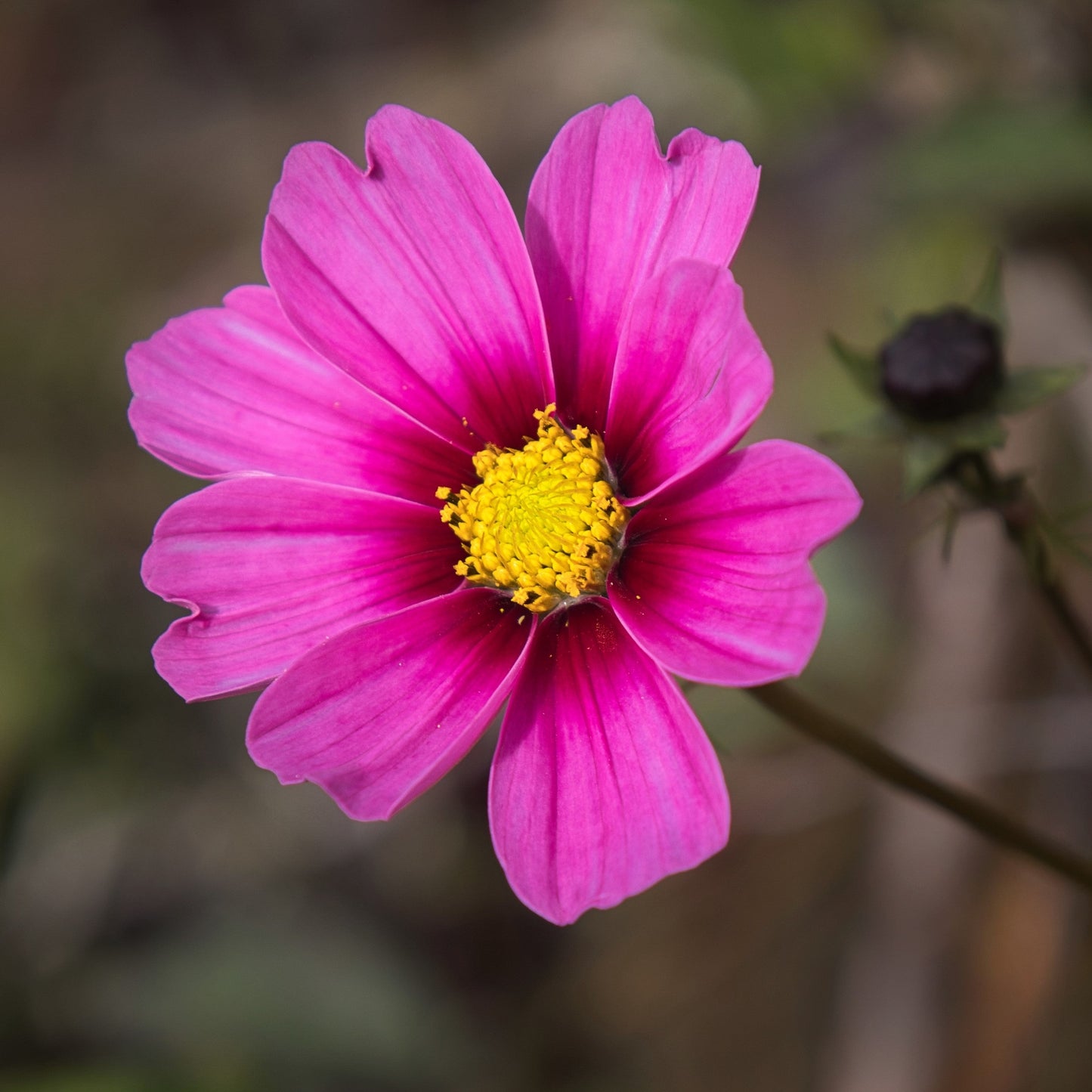 150 Pink COSMOS RADIANCE Bipinnatus Flower Seeds