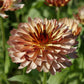 500 Mixed Colors FANCY MIX Pot MARIGOLD Calendula Officinalis Flower Seeds