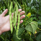 50 IRON CLAY COWPEA Food Plot Forage Vigna Unguiculata Cow Pea Bean Legume Seeds