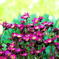 50 PURPLE ROBE SAXIFRAGA Arendsii Moss Rockfoil Evergreen Flower Seeds