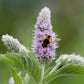 250 PEPPERMINT MINT Mentha Piperita Herb Flower Seeds