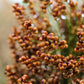 50 M81E SORGHUM Light Amber Syrup Bicolor Vegetable Grain Seeds