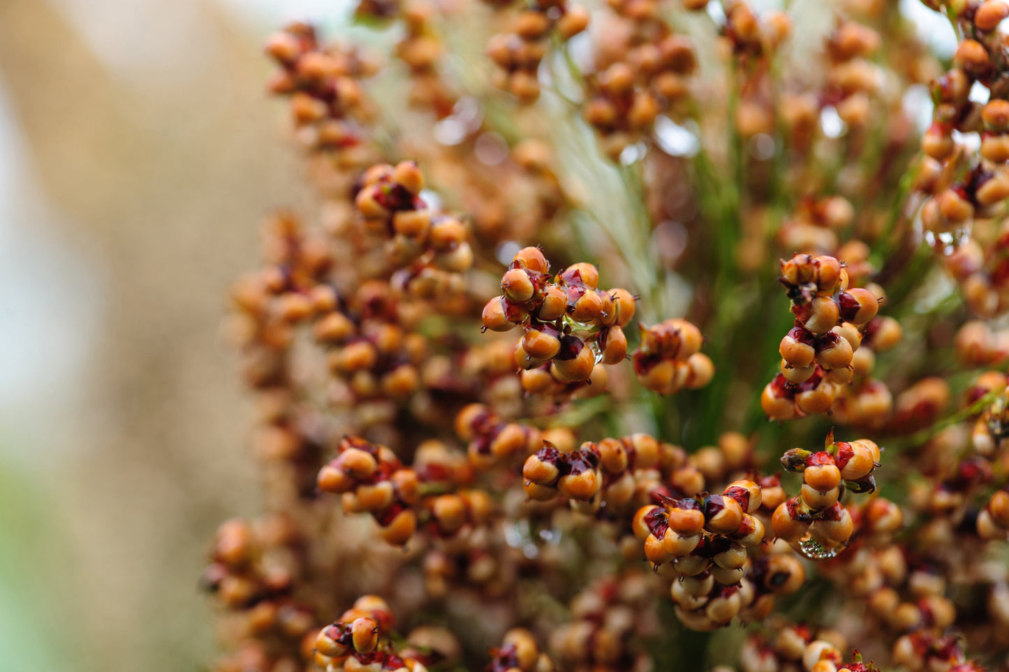 50 M81E SORGHUM Light Amber Syrup Bicolor Vegetable Grain Seeds