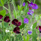 20 Royal MAROON SWEET PEA Lathyrus Odoratus Vine Dark Red Fragrant Flower Seeds