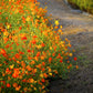 300 BRIGHT LIGHTS COSMOS Mix Mixed Colors Red Orange Yel Bipinnatus Flower Seeds