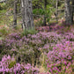 100 Scotch TRUE HEATHER Shrub Scot's Purple Pink Flower Calluna Vulgaris Seeds