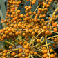 10 DRAGON TREE Dracaena Draco Canary Island Drago Blood Asparagus Yucca Evergreen Succulent Houseplant Orange Berry White Flower Seeds