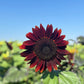 25 CHOCOLATE CHERRY SUNFLOWER Helianthus Annuus Red & Brown Flower Seeds