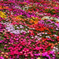 200 MIXED Colors ICE PLANT ( Mesembryanthemum Daisy / Livingstone Daisy ) Dorotheanthus Bellidiformis Flower Seeds