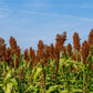 50 DELLA SORGHUM Bicolor Syrup Flour Grain Vegetable Seeds