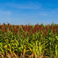 50 DELLA SORGHUM Bicolor Syrup Flour Grain Vegetable Seeds