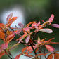 5 DWARF RUSSIAN ALMOND Prunus Tenella Rose Red Pink Fragrant Flower Shrub Seeds