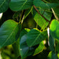 30 FICUS TREE (Bodhi Tree / Sacred Fig / Bo Tree / Pipal) Ficus Religiosa Seeds