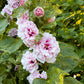 50 Dwarf Double HOLLYHOCK MAJORETTE MIX Alcea Rosea Red Pink White Maroon Yellow Mixed Color Flower Seeds