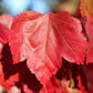 25 Scarlet CAROLINA RED MAPLE Tree Acer Rubrum Seeds