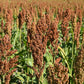 100 DALE SORGHUM Bicolor Syrup Flour Grain Vegetable Seeds