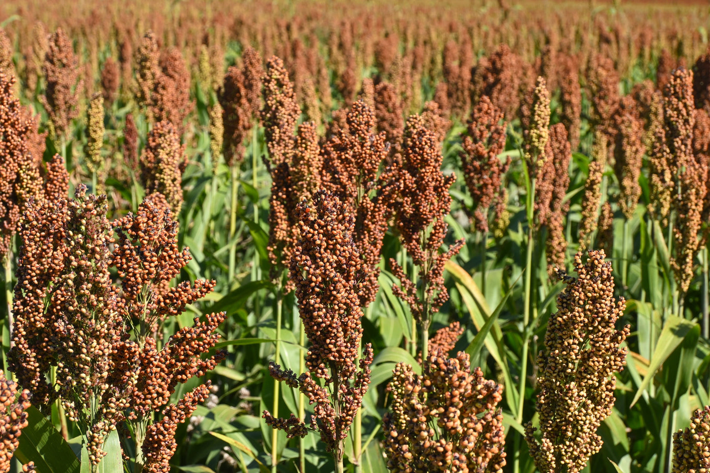 100 DALE SORGHUM Bicolor Syrup Flour Grain Vegetable Seeds