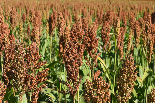 100 DALE SORGHUM Bicolor Syrup Flour Grain Vegetable Seeds