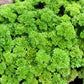 500 FOREST GREEN PARSLEY Petroselinum Crispum Double Triple Curl Vegetable Seeds