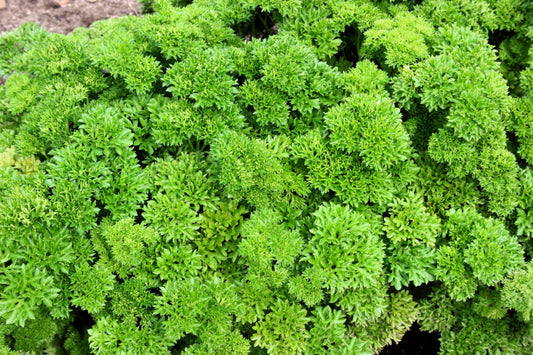 500 FOREST GREEN PARSLEY Petroselinum Crispum Double Triple Curl Vegetable Seeds