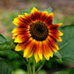 25 INDIAN BLANKET SUNFLOWER Helianthus Annuus Mixed Colors Flower Seeds