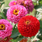 250 EXQUISITE ZINNIA Elegans Changes Color Red - Hot Pink Pale Pink Flower Seeds