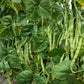 50 IRON CLAY COWPEA Food Plot Forage Vigna Unguiculata Cow Pea Bean Legume Seeds