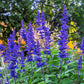 500 BLUE BEDDER SAGE Salvia Farinacea Flower Seeds