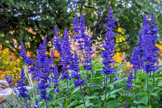 500 BLUE BEDDER SAGE Salvia Farinacea Flower Seeds