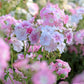 100 PHLOX OF SHEEP Pastel Mix Phlox Drummondii Multicolor Flower Seeds