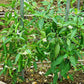 25 Organic KOREAN Dark GREEN PEPPER Lady Han Hot Chili Long Red Capsicum Annuum Seeds