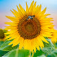 50 HOPI Black Dye SUNFLOWER Helianthus Annuus Flower Seeds