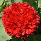 100 Giant Double RED PEONY POPPY Papaver Peoniflorum Flower Seeds