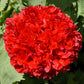 250 Organic PEONY POPPY MIX Papaver Paeoniflorum Mixed Colors Red, White, Pink, Black, Purple, Salmon, Bronze, Lilac, & Bicolor Flower Seeds