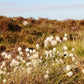 25 TAWNY COTTONGRASS Flower Seeds Eriophorum Virginicum Hare's Tail Cotton Grass Seeds