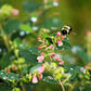30 WESTERN SNOWBERRY Shrub White Pink Flower Symphoricarpos Occidentalis Seeds