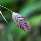 100 RIVER OATS (Northern Sea Oats / Inland Oats) Ornamental Uniola Latifolia Grass Seeds