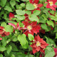 10 MIXED HYBRID CLEMATIS Hybrida Red Purple Pink Blue Bicolor Flower Vine Seeds